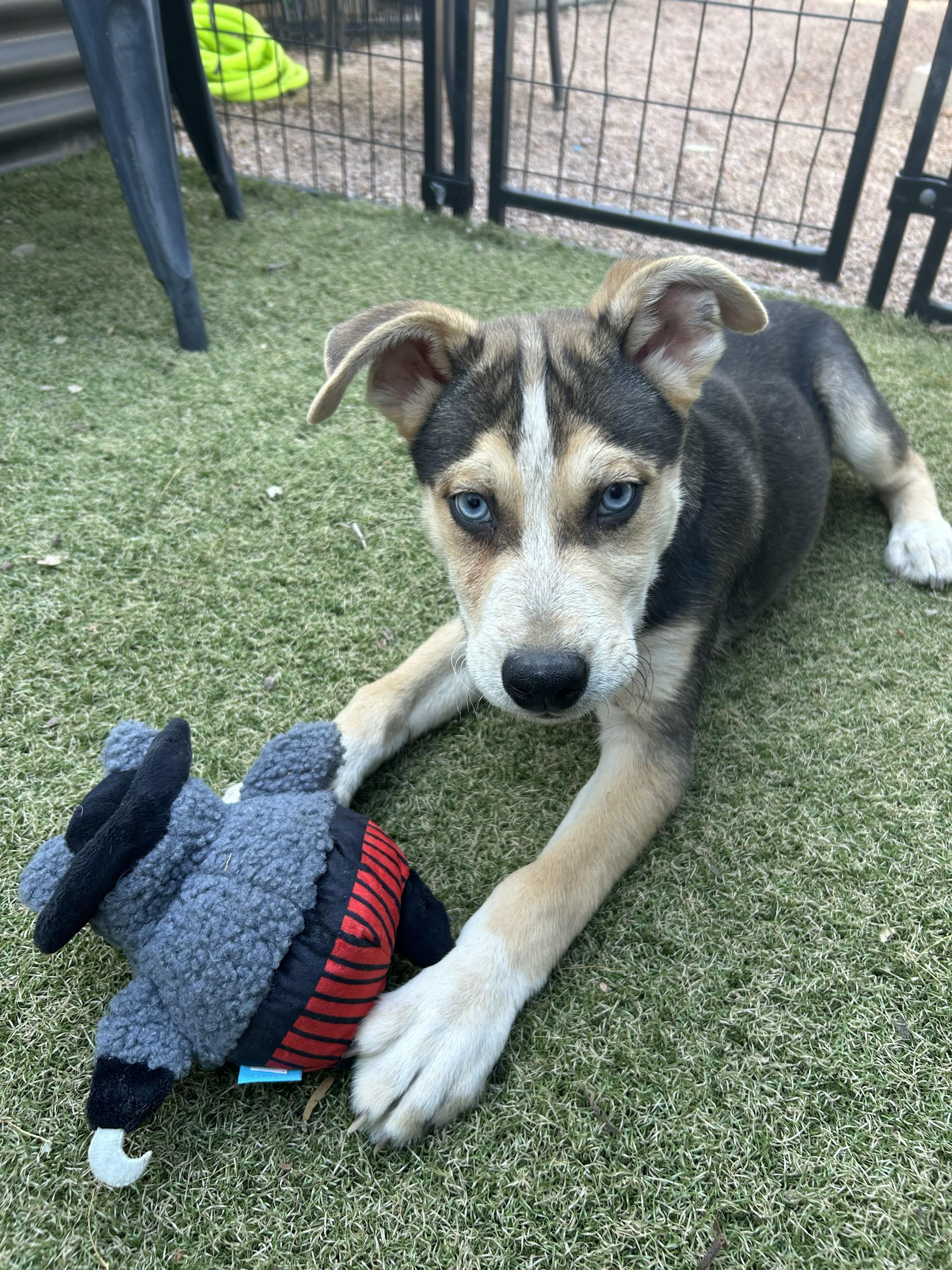 Enlarge Mather, a ADOPTABLE mixed breed in Apache Junction, AZ image 4/4