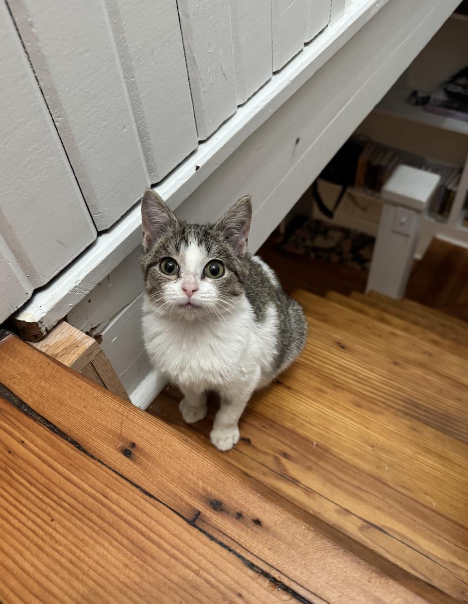 Bobby Hill, ADOPTABLE, Kitten Male Domestic Medium Hair.