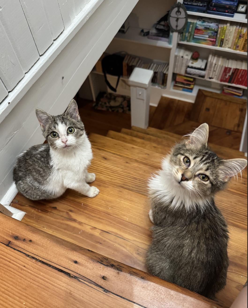 Enlarge Bobby Hill, a ADOPTABLE Domestic Medium Hair in Troy, MI image 2/4