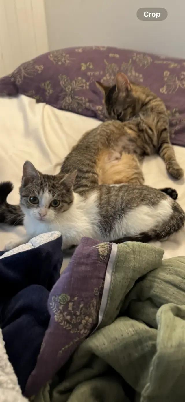 Enlarge Bobby Hill, a ADOPTABLE Domestic Medium Hair in Troy, MI image 4/4