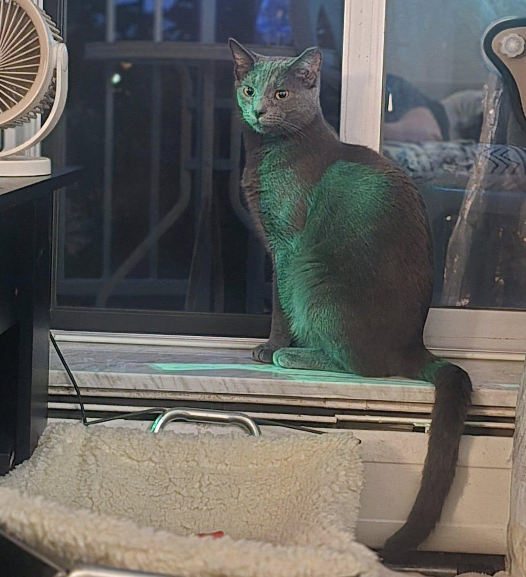 Enlarge Sardine, a Adoptable Domestic Short Hair in Independence, OH image 1/4