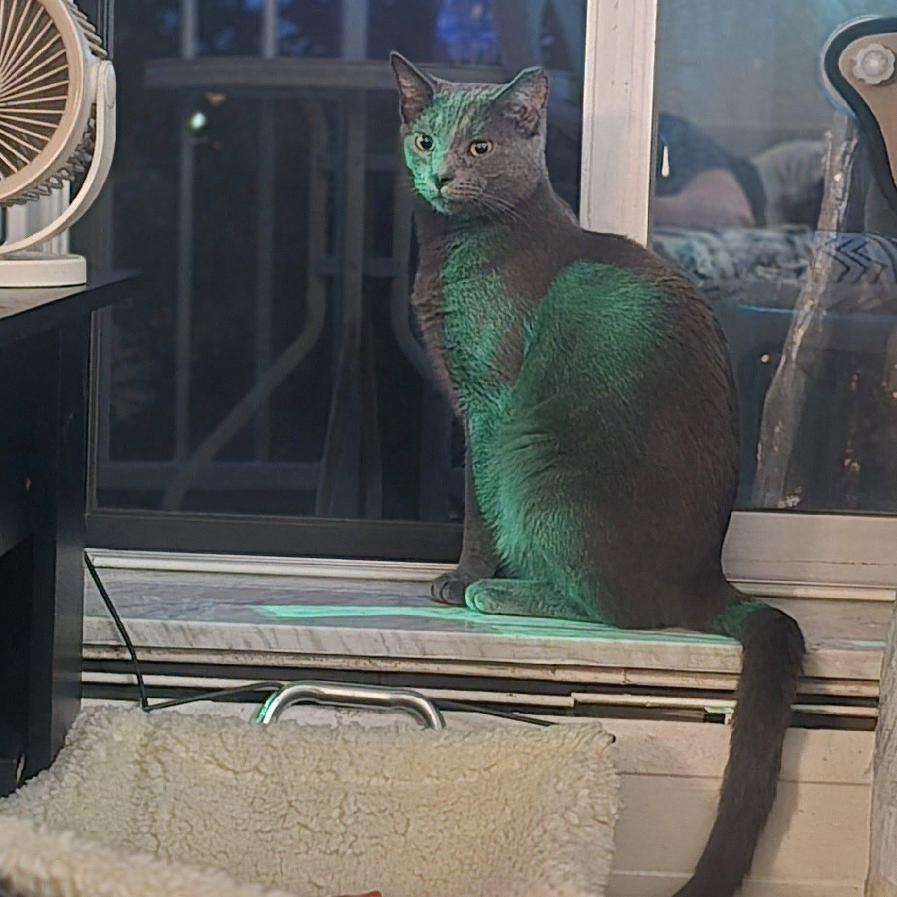 Enlarge Sardine, a Adoptable Domestic Short Hair in Independence, OH image 2/4