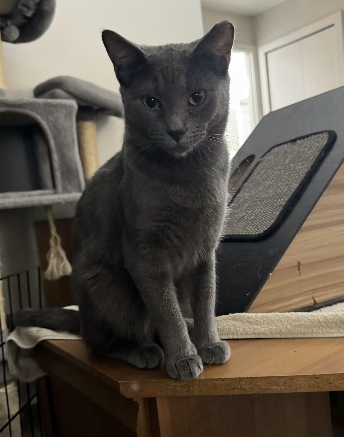 Sardine, Adoptable, Adult Male Domestic Short Hair.