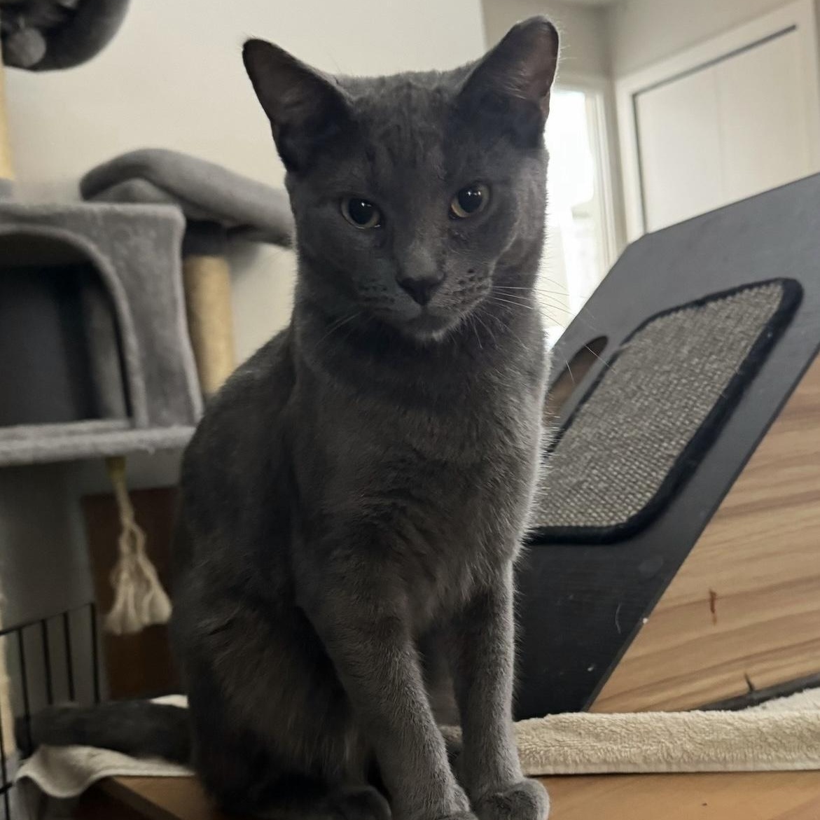 Enlarge Sardine, a Adoptable Domestic Short Hair in Independence, OH image 1/4