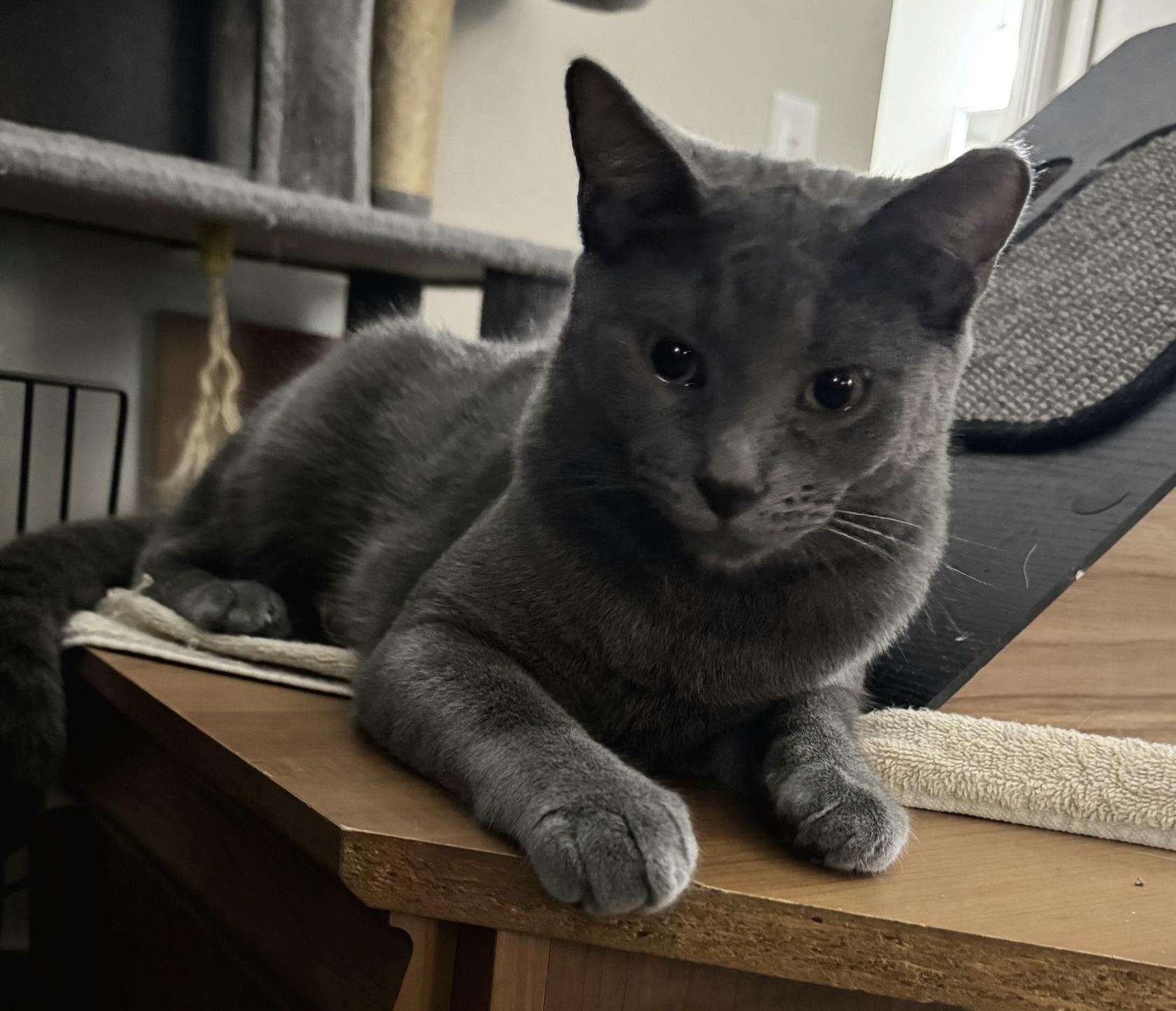 Enlarge Sardine, a Adoptable Domestic Short Hair in Independence, OH image 3/4