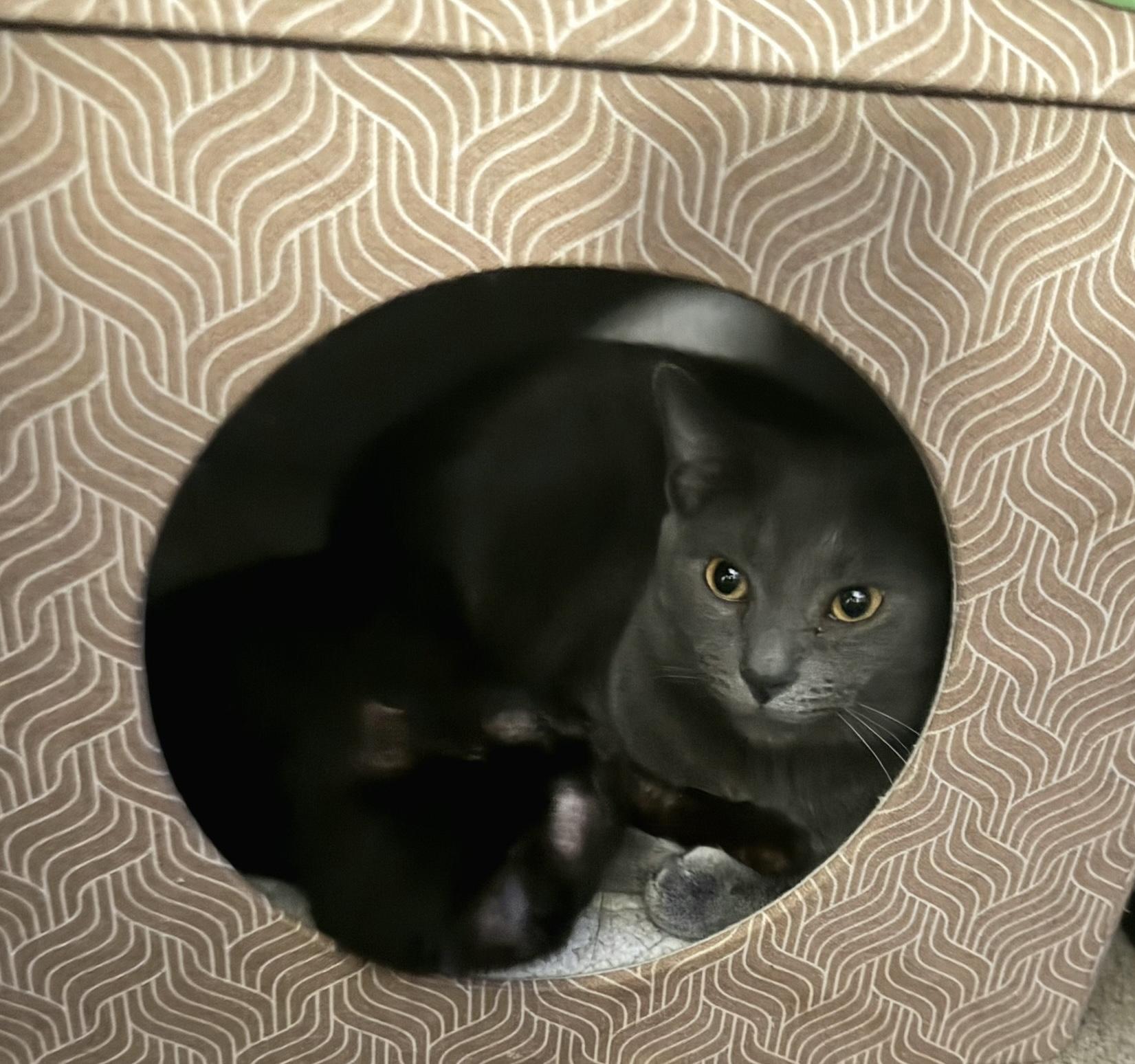 Enlarge Sardine, a Adoptable Domestic Short Hair in Independence, OH image 4/4