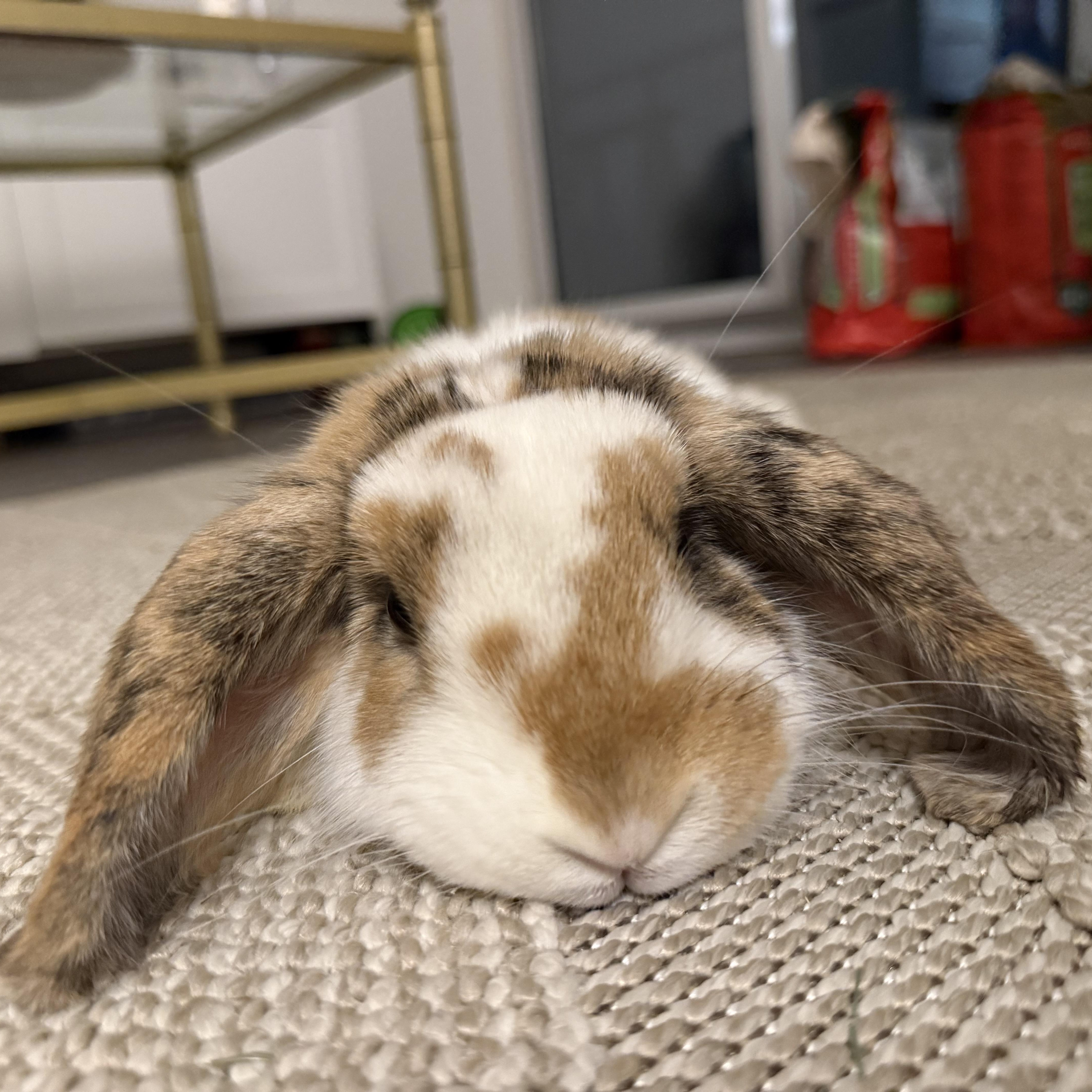 Enlarge Luna, an adopted Lop Eared in Cambridge, ON image 3/6