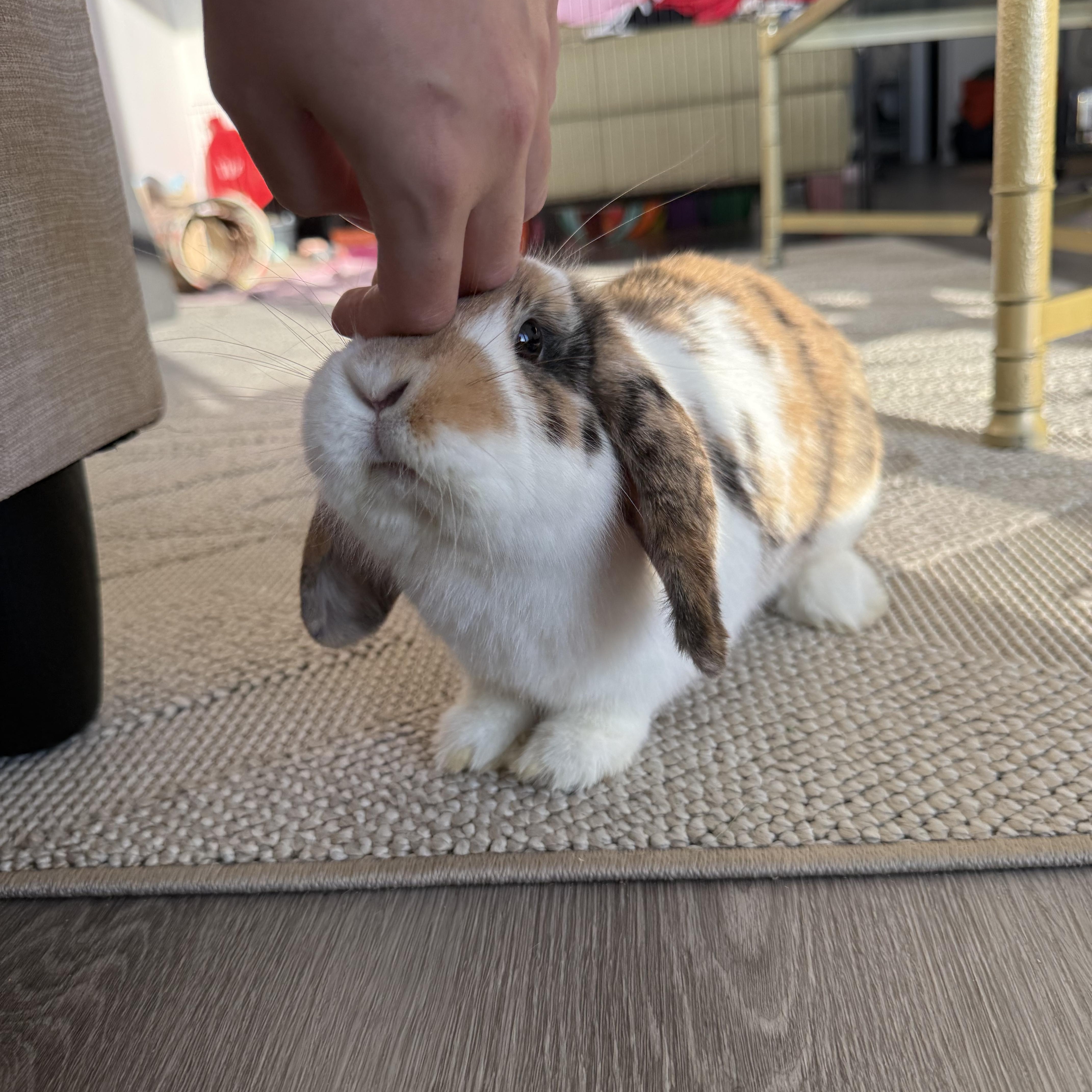 Enlarge Luna, an adopted Lop Eared in Cambridge, ON image 5/6