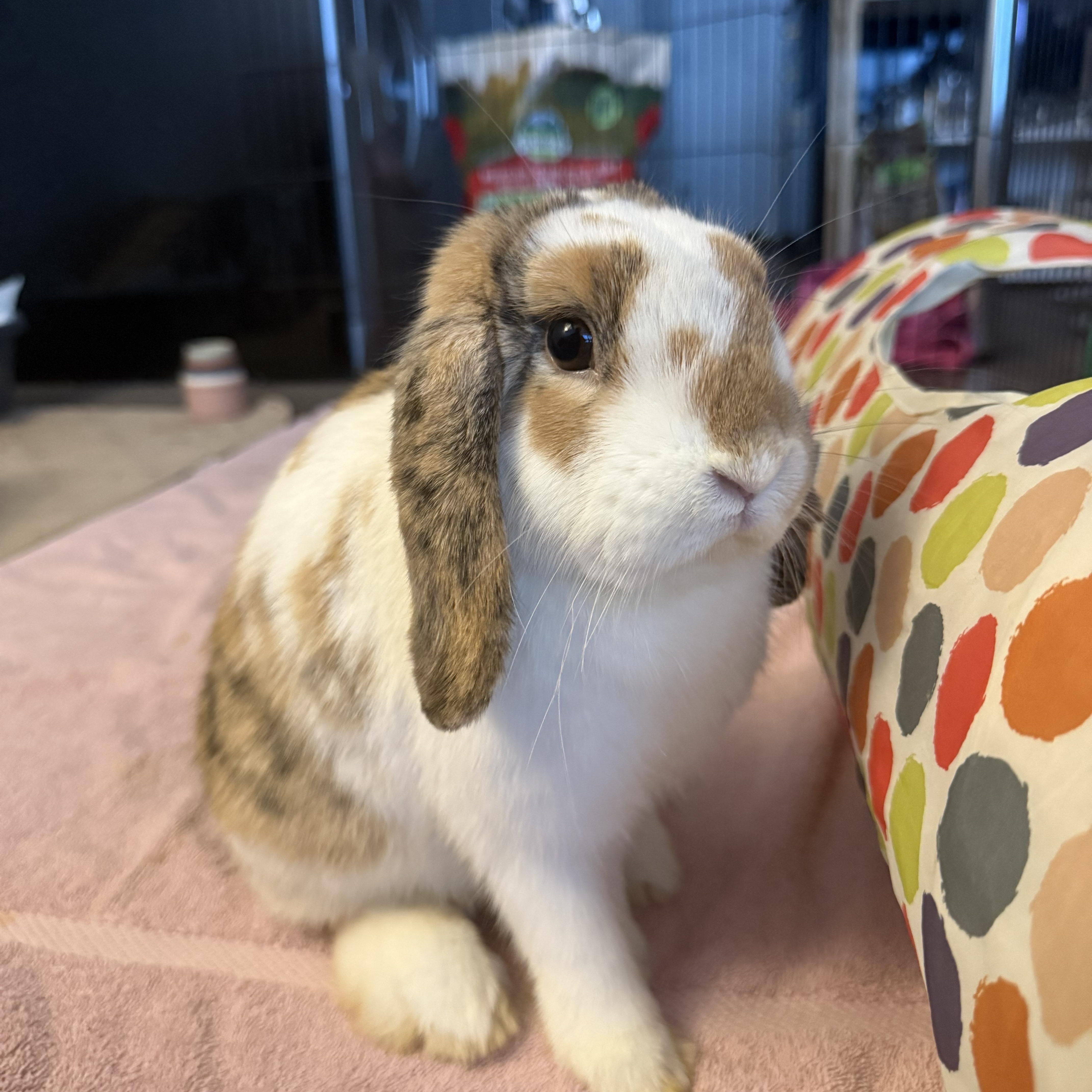 Enlarge Luna, an adopted Lop Eared in Cambridge, ON image 4/6