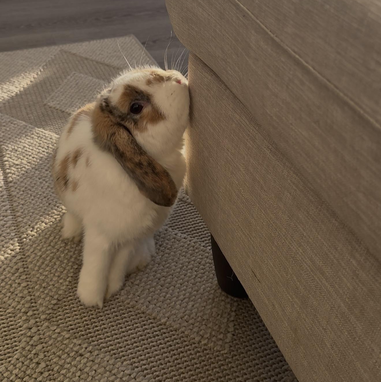 Enlarge Luna, an adopted Lop Eared in Cambridge, ON image 6/6