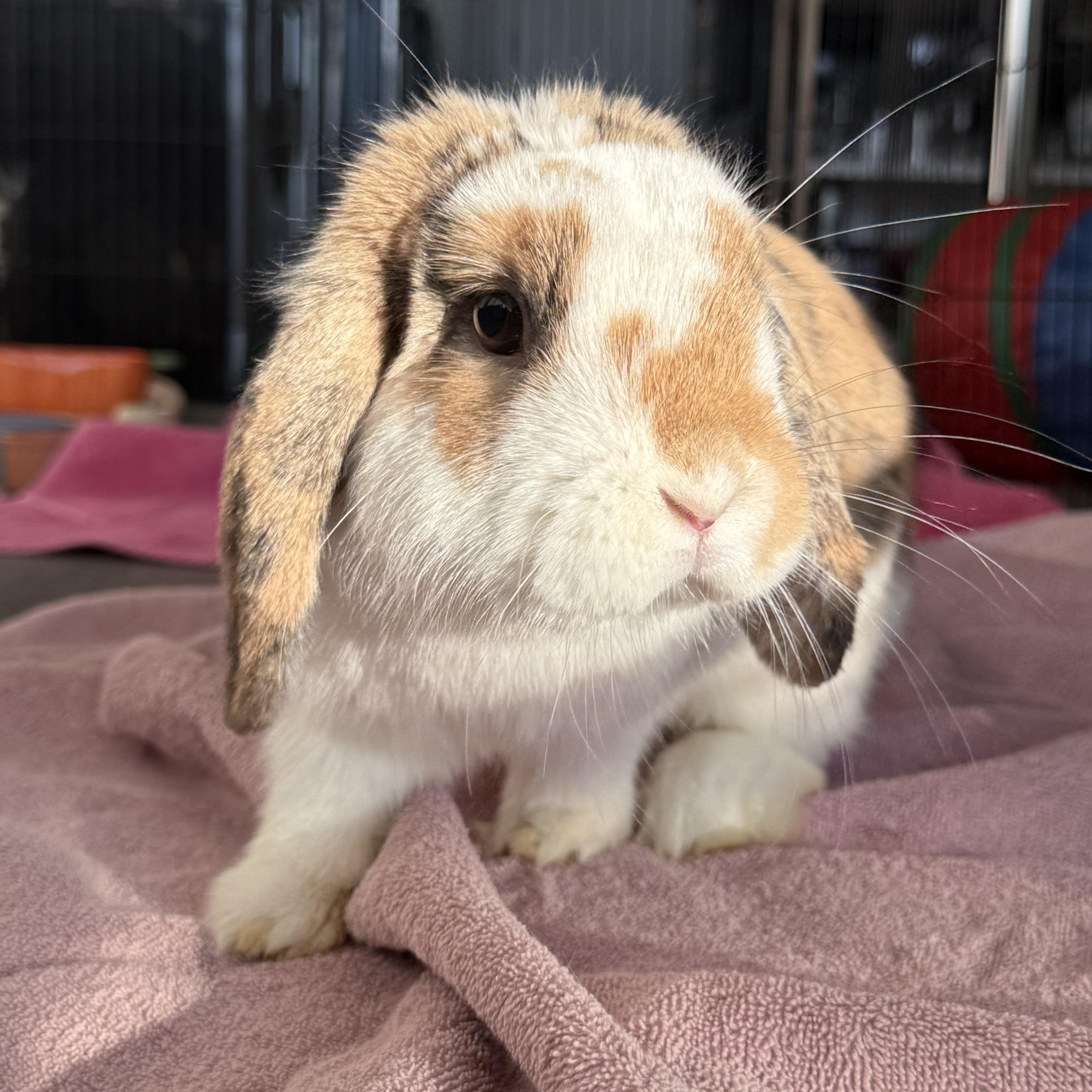 Enlarge Luna, an adopted Lop Eared in Cambridge, ON image 2/6