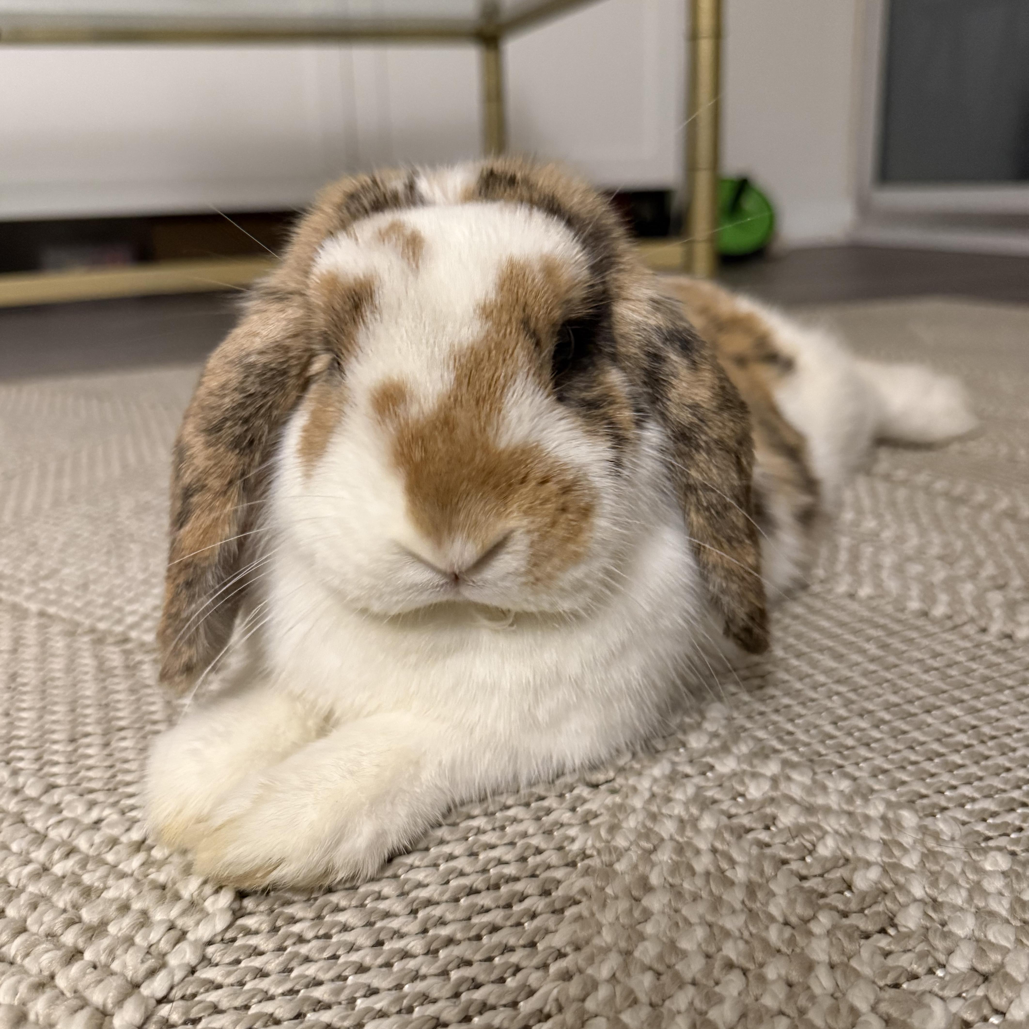 Enlarge Luna, an adopted Lop Eared in Cambridge, ON image 1/6