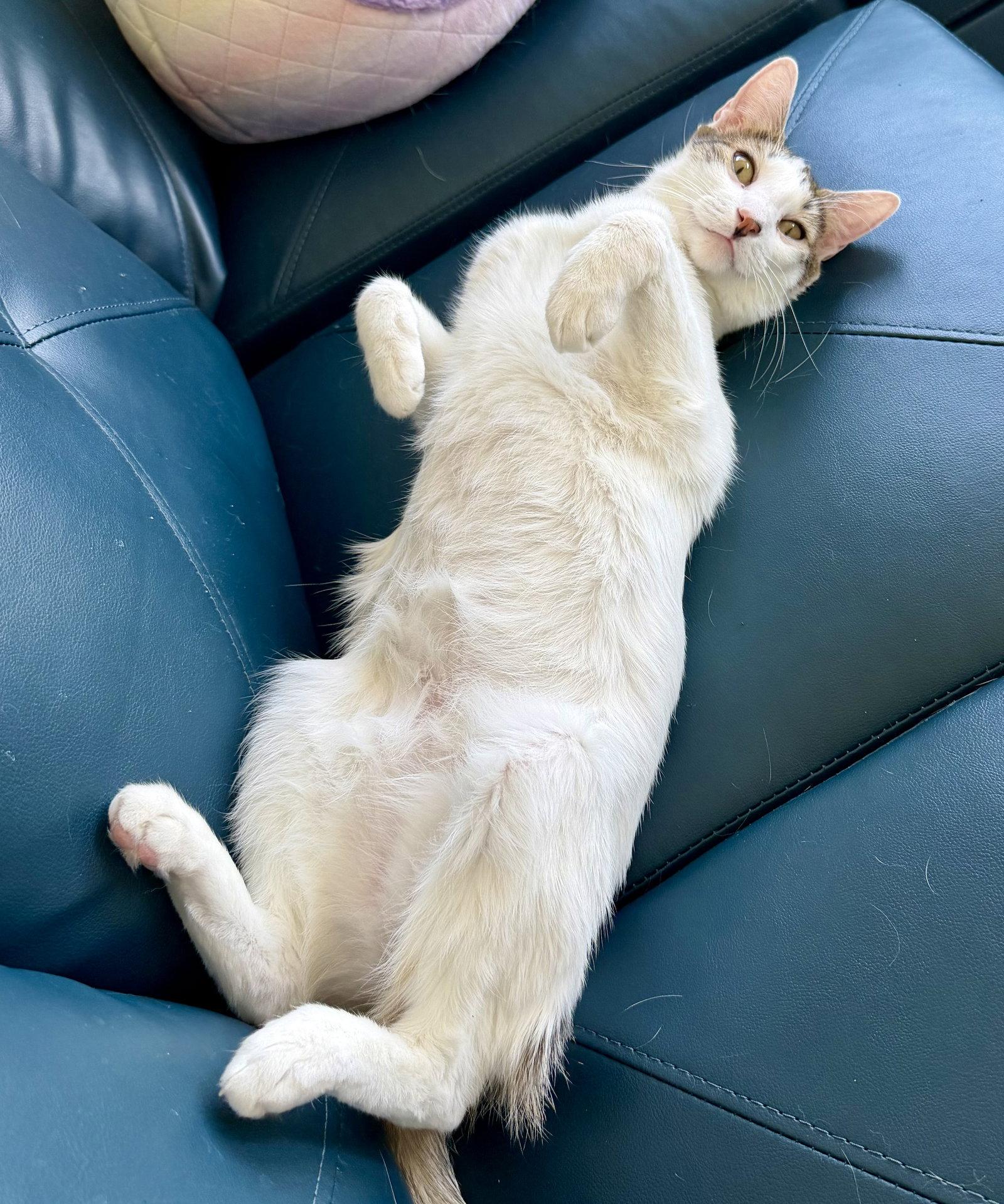 Mezzo, Adoptable, Adult Male Domestic Short Hair.