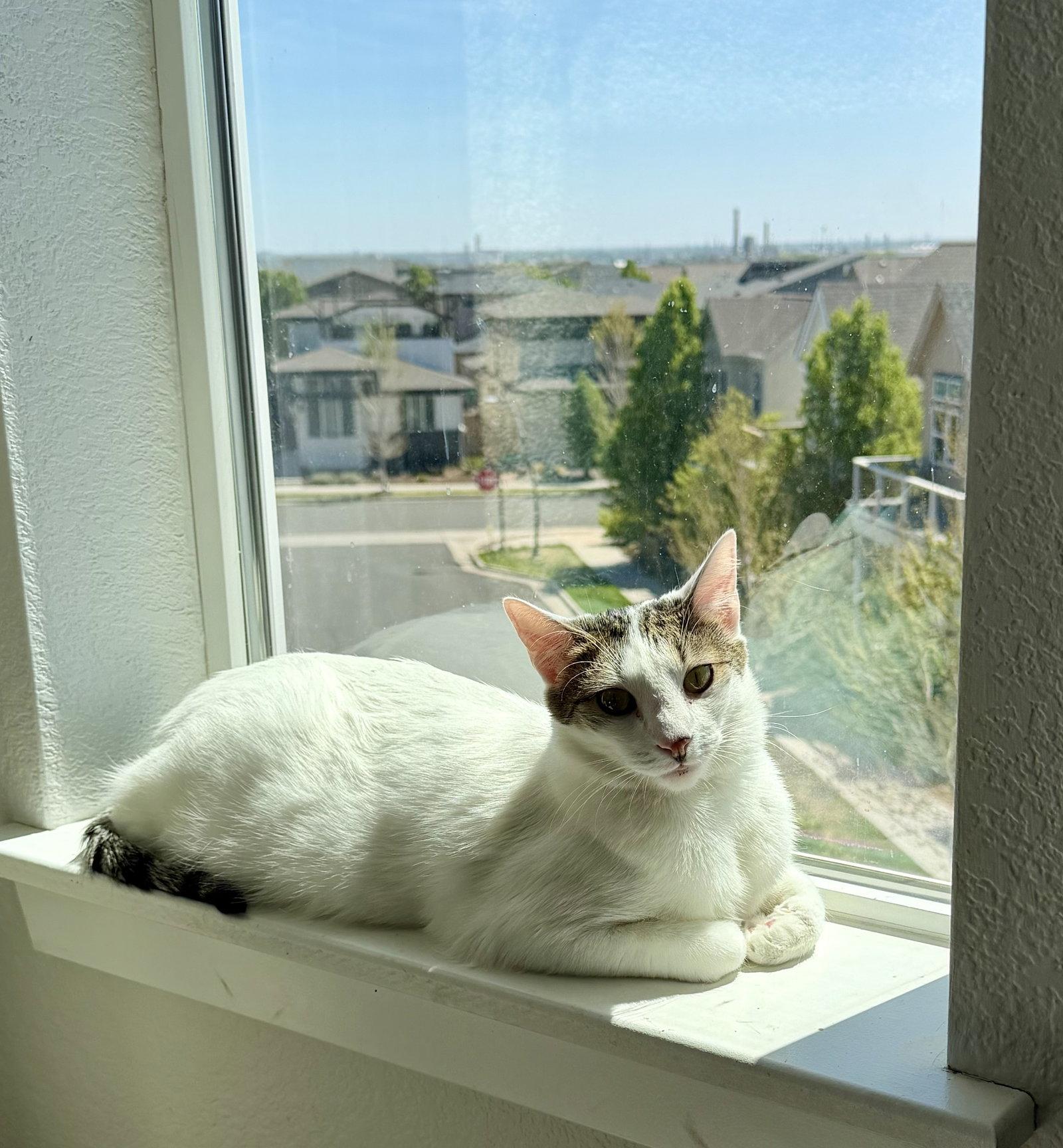 Mezzo, a Adoptable Domestic Short Hair in Aurora, CO image 2/3