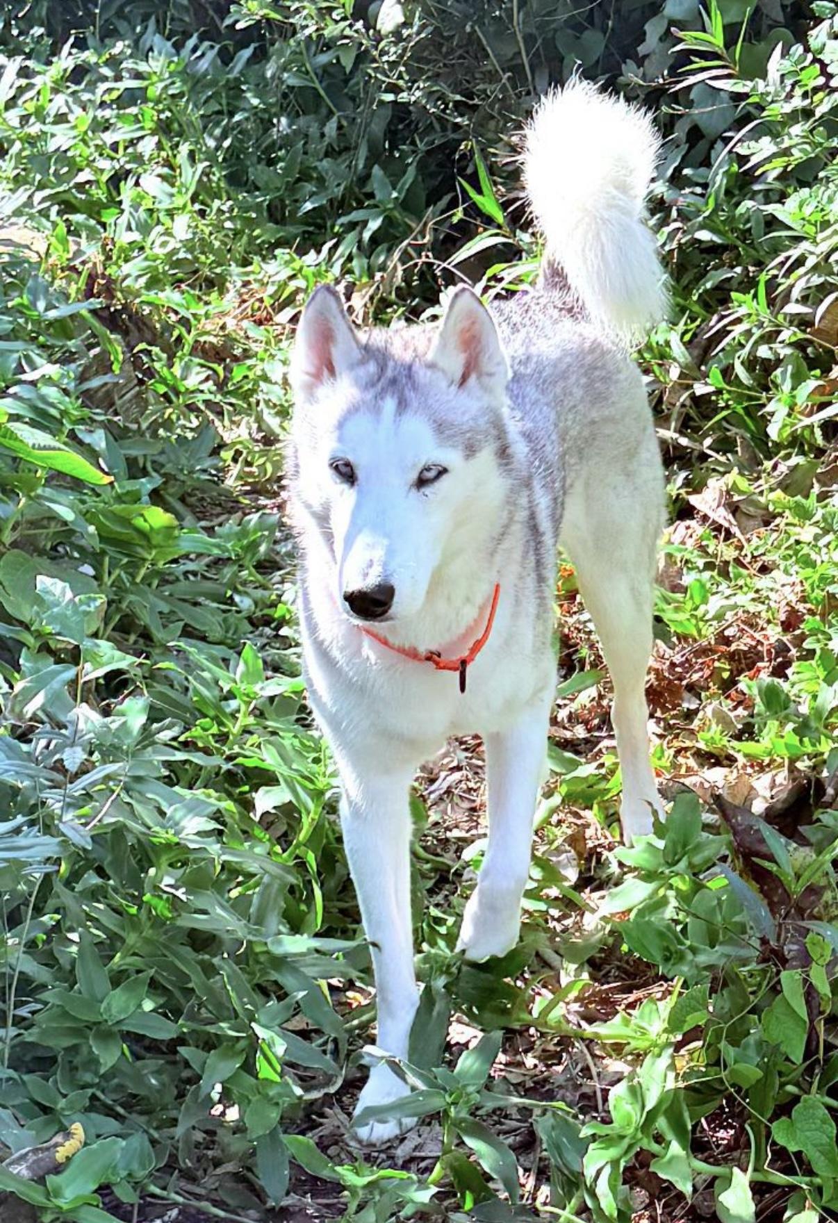 Enlarge Clay, a ADOPTABLE Siberian Husky in West Palm Beach, FL image 4/5
