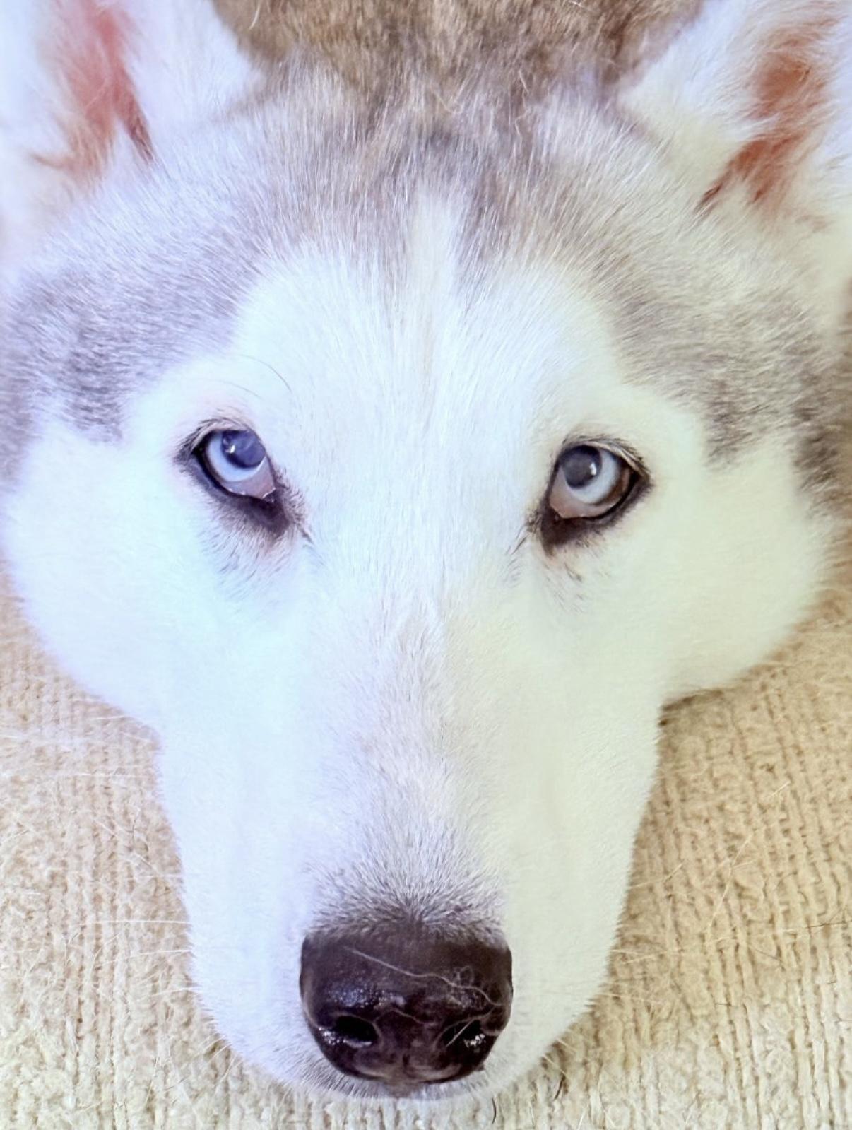 Enlarge Clay, a ADOPTABLE Siberian Husky in West Palm Beach, FL image 2/5