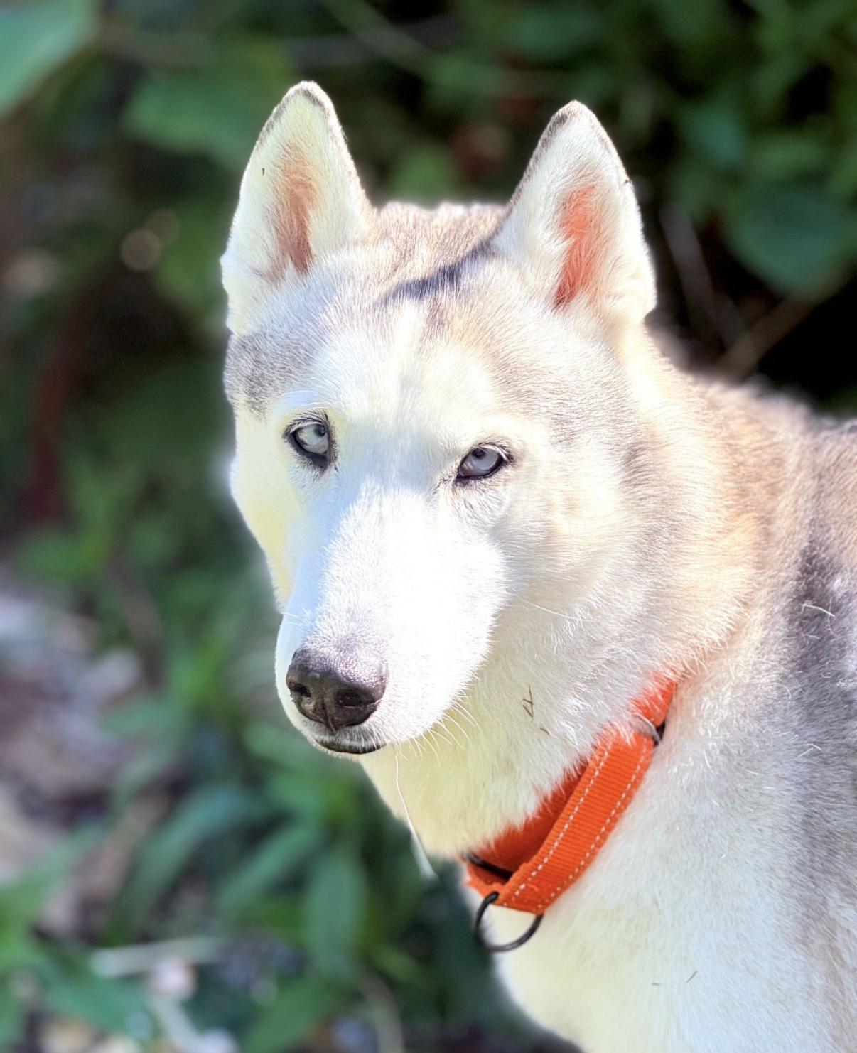 Enlarge Clay, a ADOPTABLE Siberian Husky in West Palm Beach, FL image 3/5