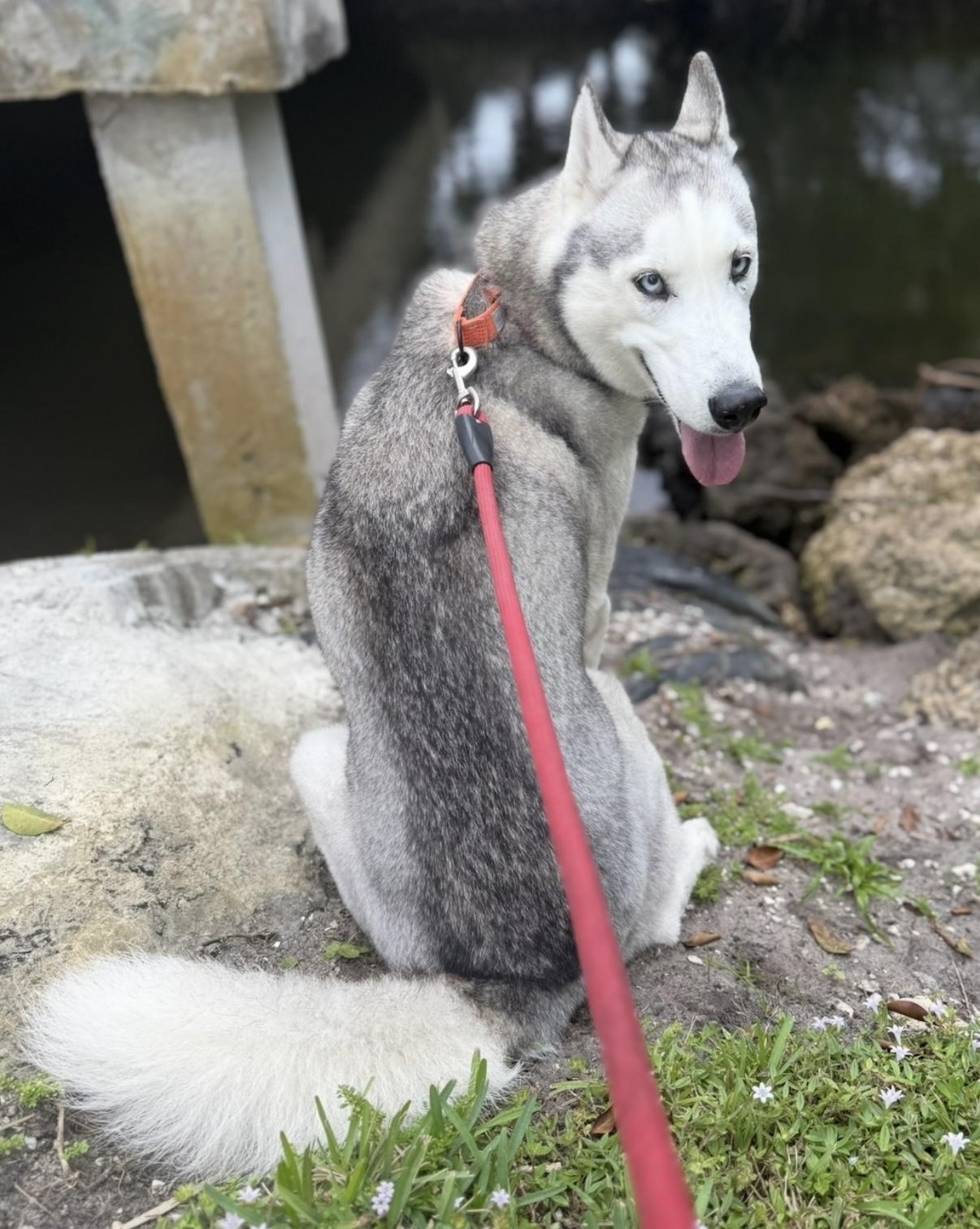 Enlarge Clay, a ADOPTABLE Siberian Husky in West Palm Beach, FL image 5/5