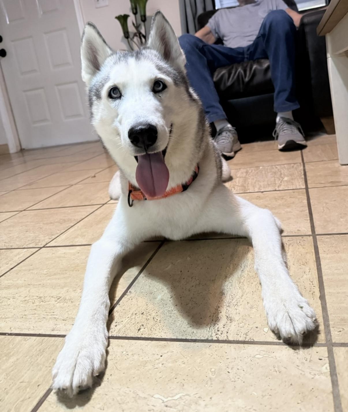 Clay, ADOPTABLE, Adult Male Siberian Husky.