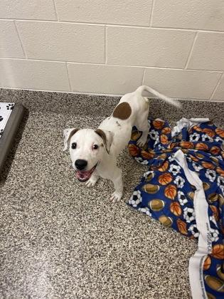 Crab Rangoon, Adoptable, Young Male Pit Bull Terrier & Mixed Breed.