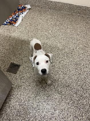 Enlarge Crab Rangoon, a Adoptable mixed breed in Detroit, MI image 2/2