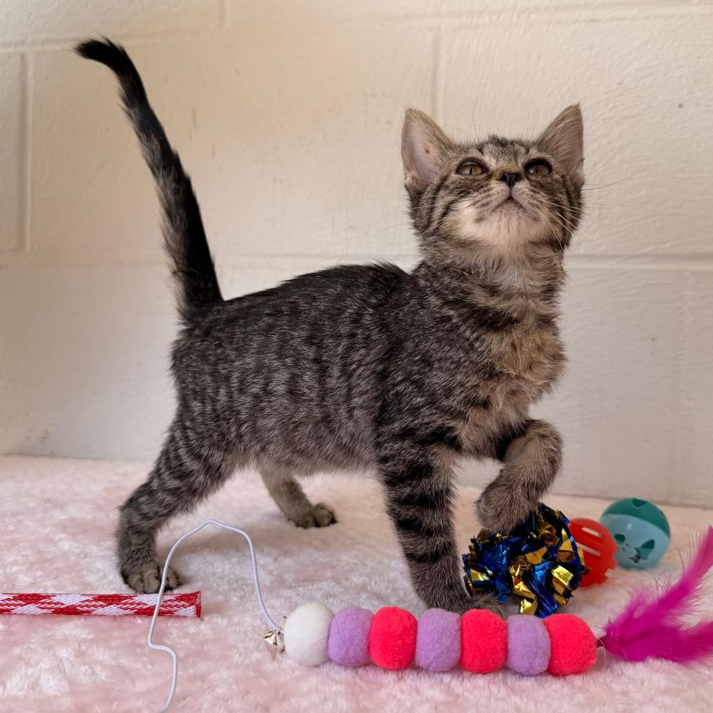 Twila, Adoptable, Kitten Female Domestic Short Hair.