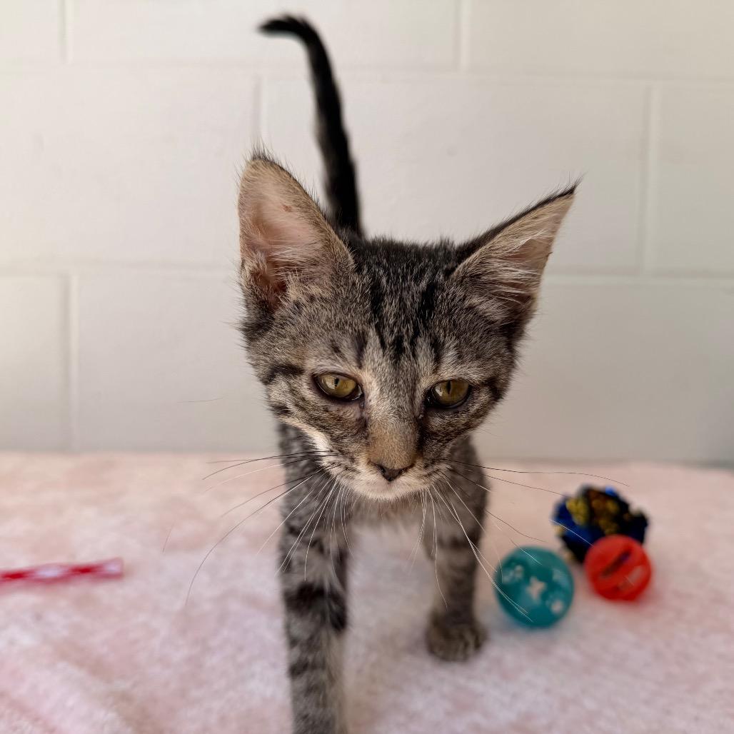 Twila, a Adoptable Domestic Short Hair in Evensville, TN image 2/6