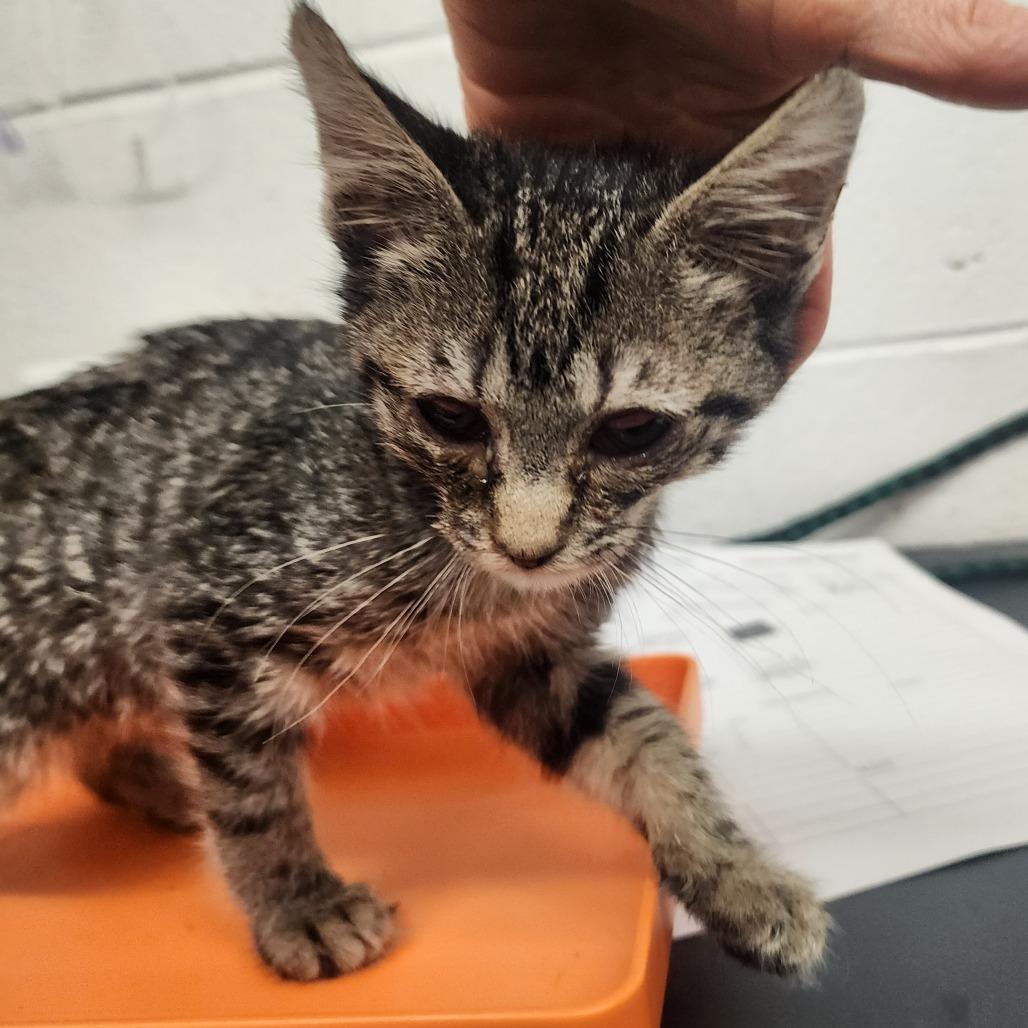 Twila, a Adoptable Domestic Short Hair in Evensville, TN image 3/6