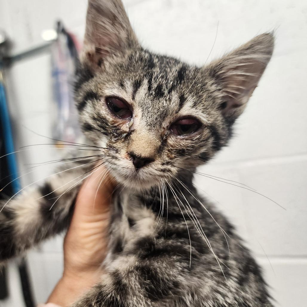 Twila, a Adoptable Domestic Short Hair in Evensville, TN image 4/6