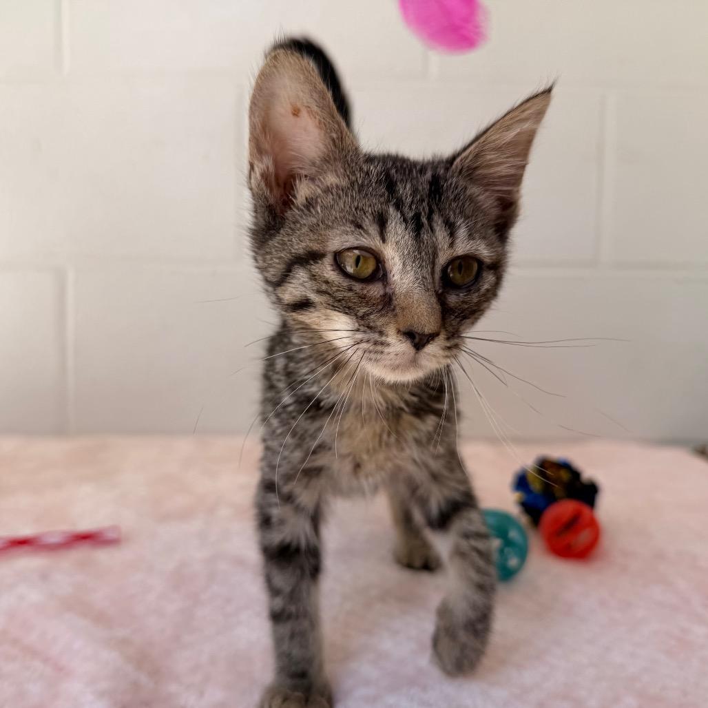 Twila, a Adoptable Domestic Short Hair in Evensville, TN image 5/6