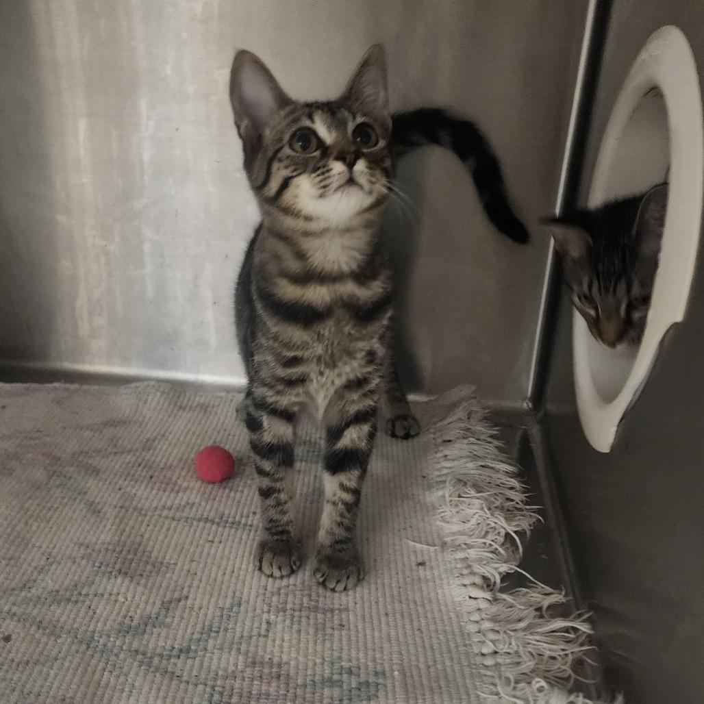 Twila, a Adoptable Domestic Short Hair in Evensville, TN image 6/6