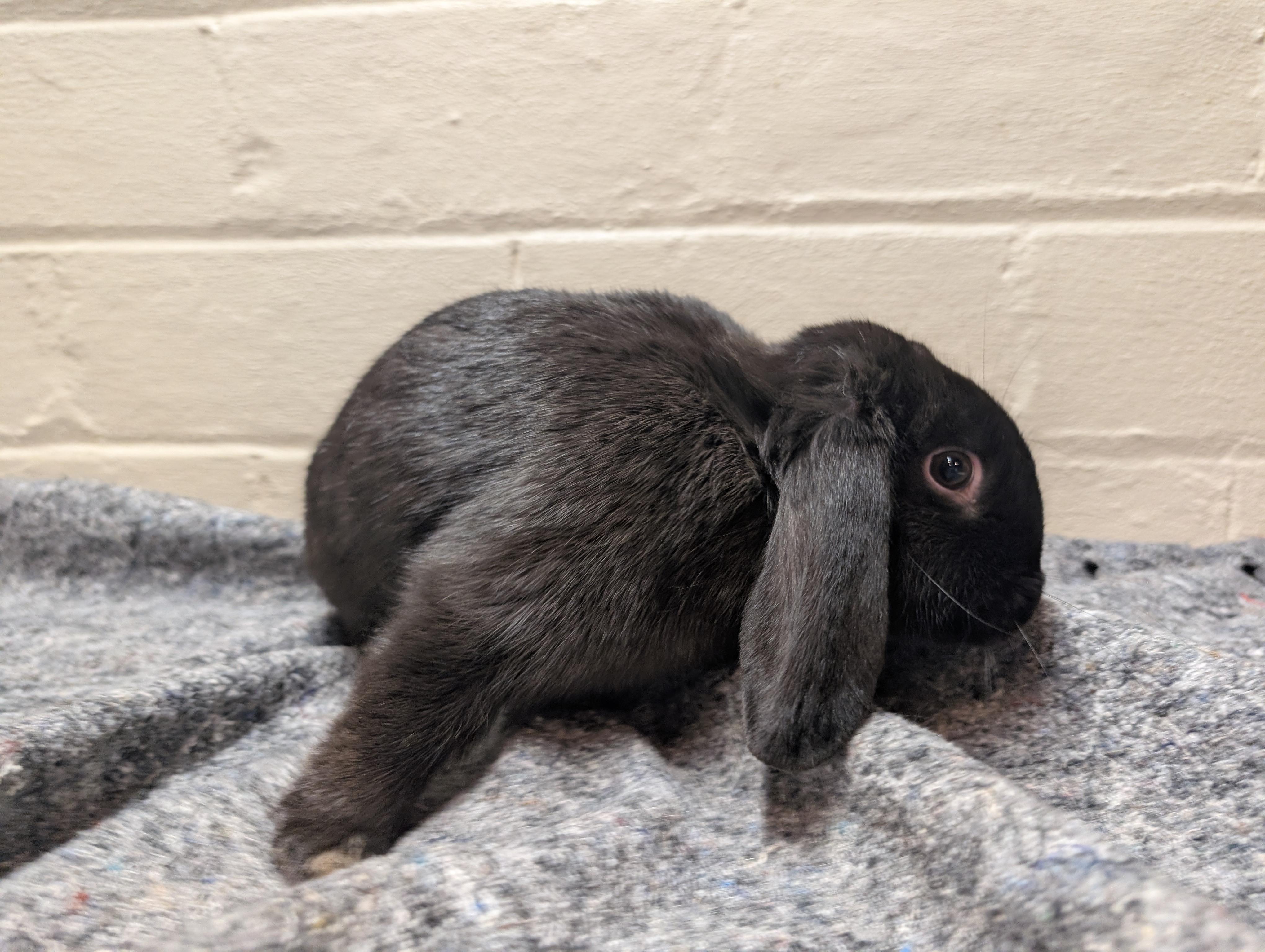 Enlarge Paprika, a ADOPTABLE Lop Eared in Canal Fulton, OH image 1/2