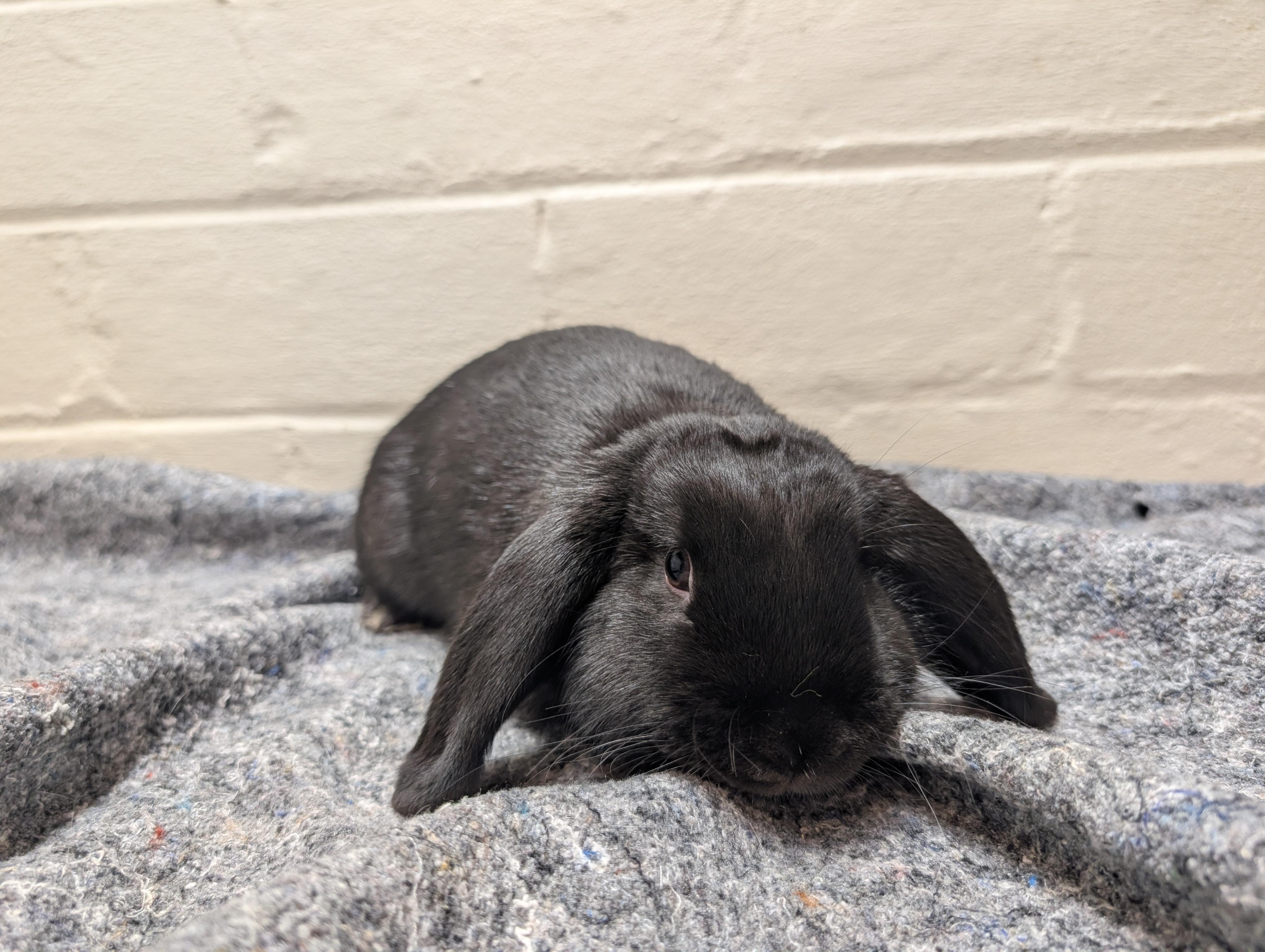 Enlarge Paprika, a ADOPTABLE Lop Eared in Canal Fulton, OH image 2/2