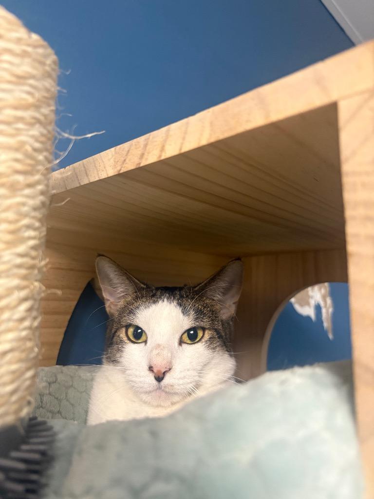 Lola, Adoptable, Adult Female Domestic Short Hair.