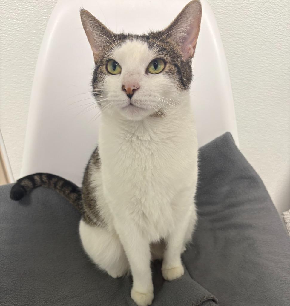 Enlarge Lola, a Adoptable mixed breed in Batesville, AR image 2/2