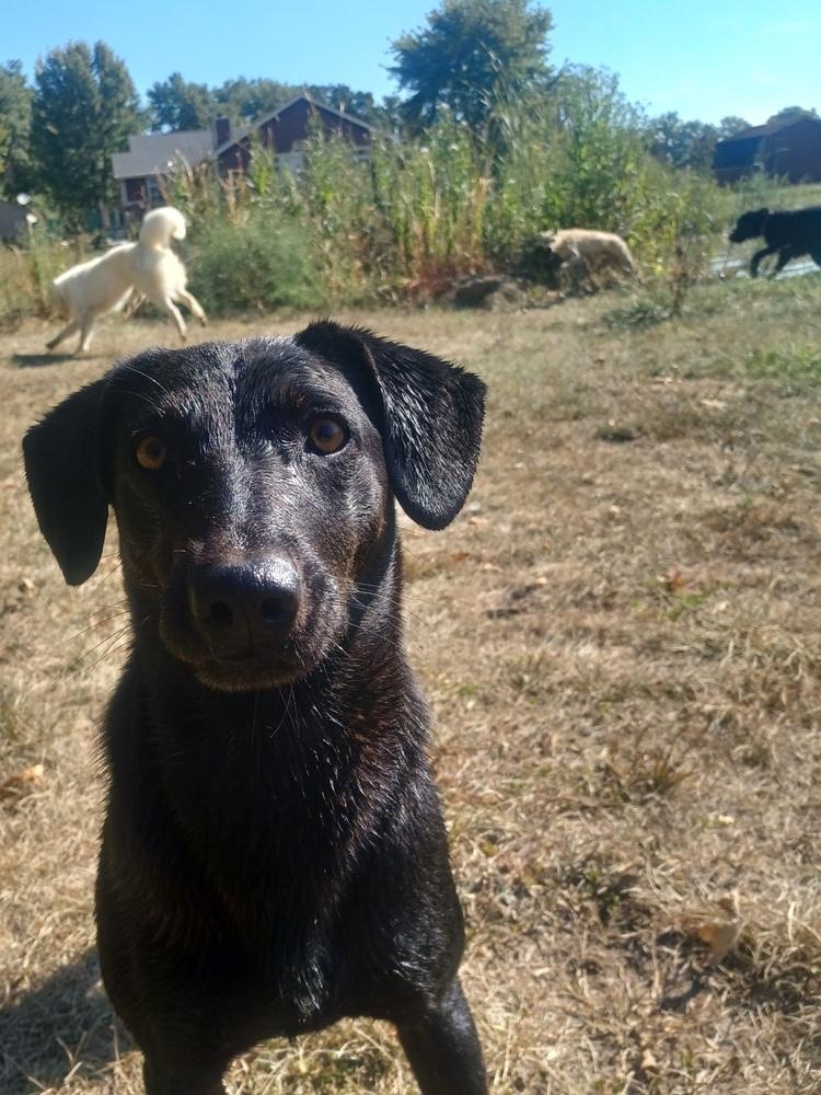 Luna 2025, a Adoptable mixed breed in Columbus, OH image 1/6