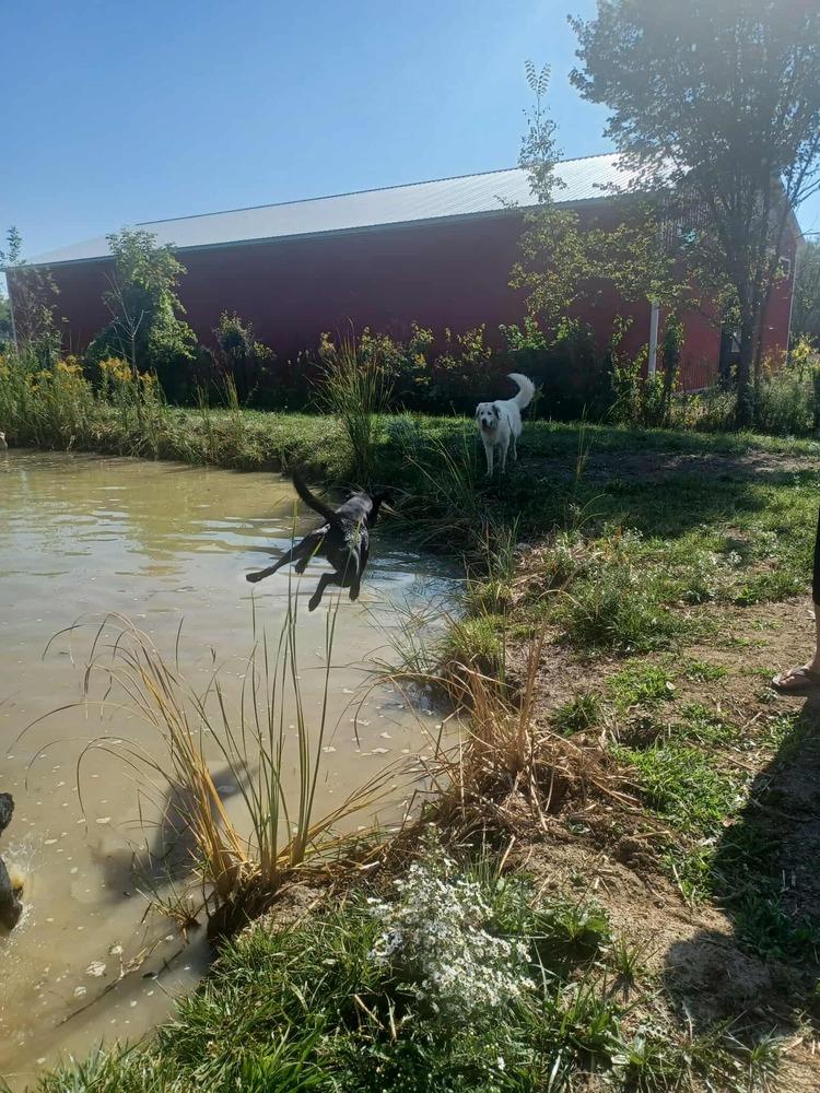 Luna 2025, a Adoptable mixed breed in Columbus, OH image 2/6