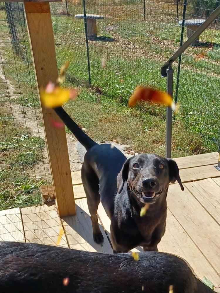 Luna 2025, a Adoptable mixed breed in Columbus, OH image 3/6