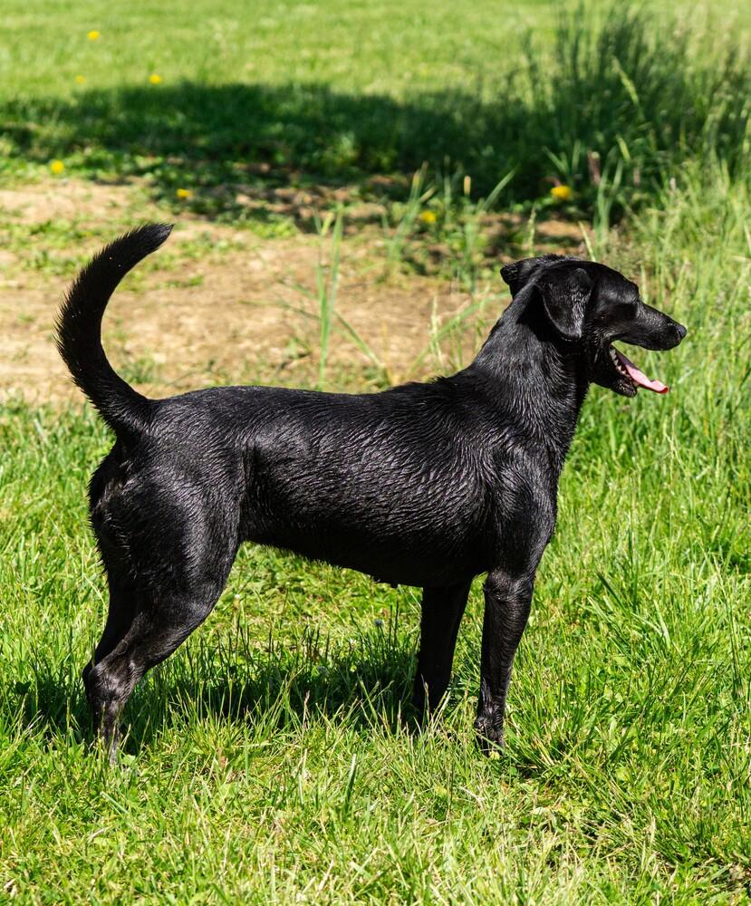 Luna 2025, a Adoptable mixed breed in Columbus, OH image 1/6