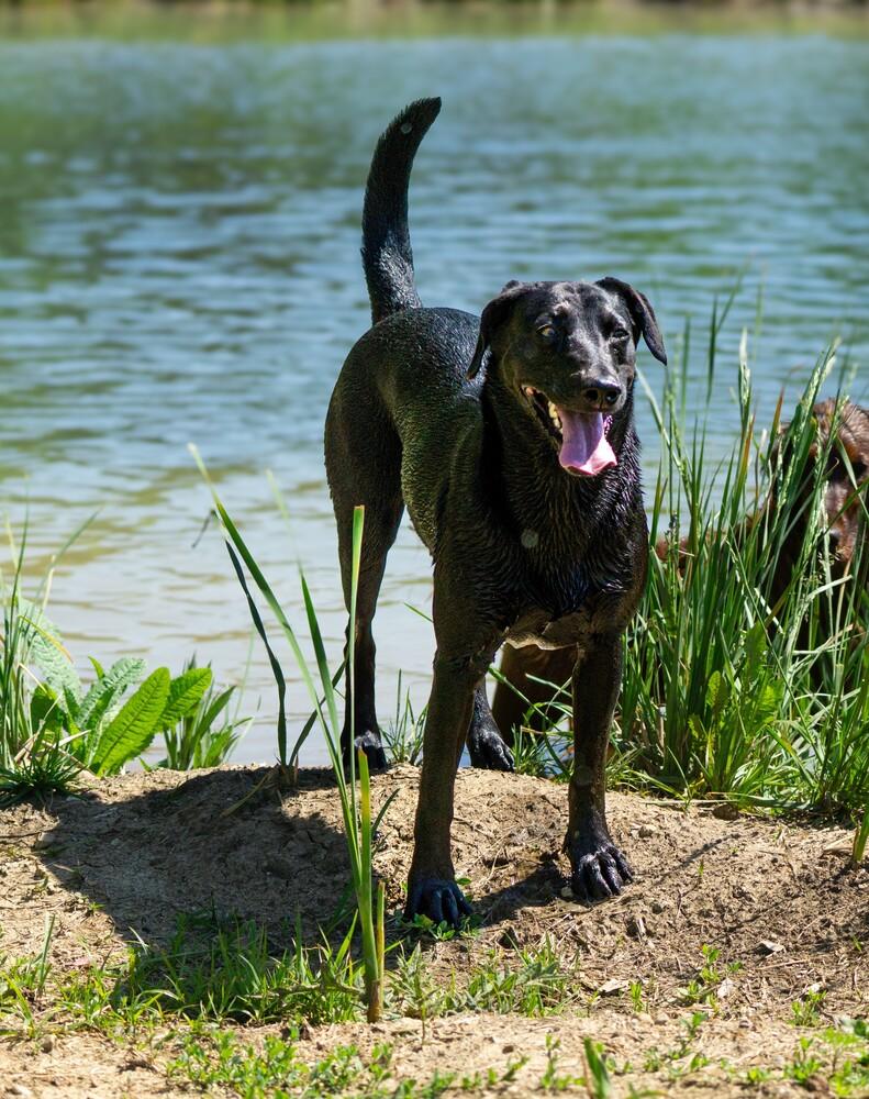 Luna 2025, a Adoptable mixed breed in Columbus, OH image 3/6