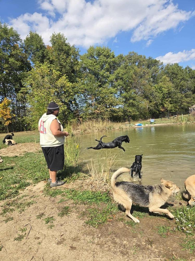 Luna 2025, a Adoptable mixed breed in Columbus, OH image 4/6