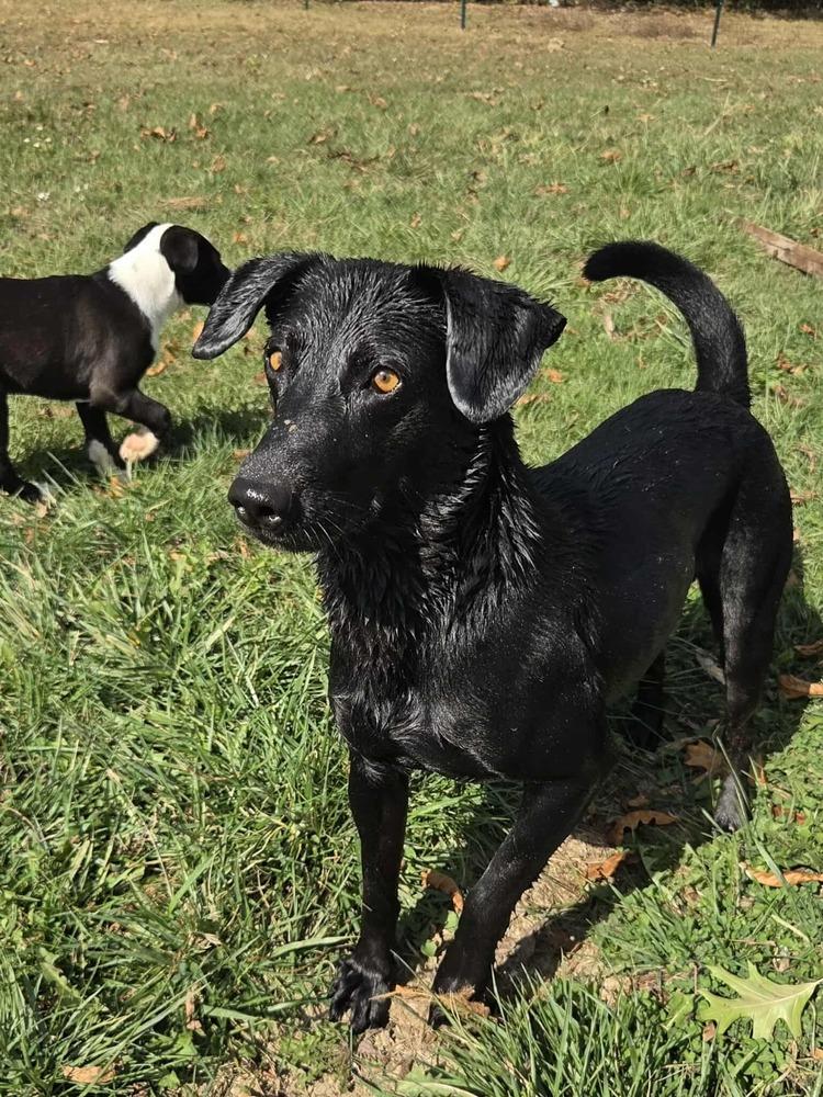 Luna 2025, a Adoptable mixed breed in Columbus, OH image 5/6