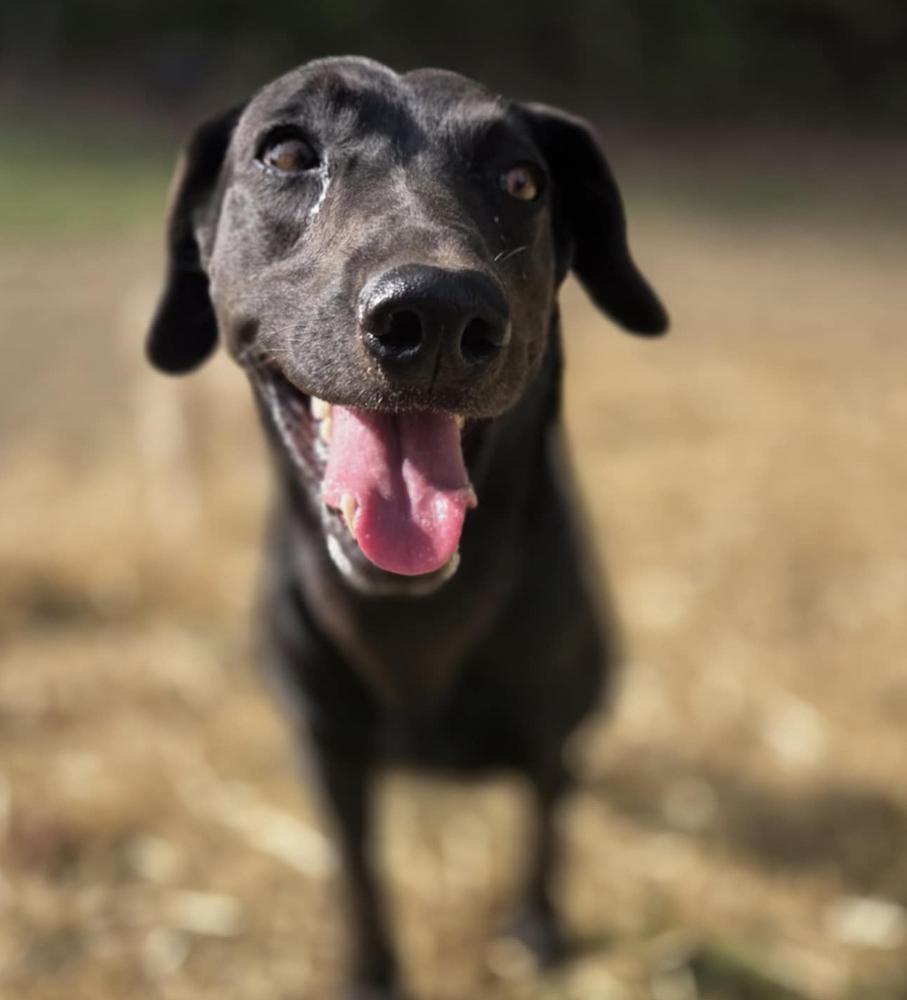 Luna 2025, a Adoptable mixed breed in Columbus, OH image 6/6