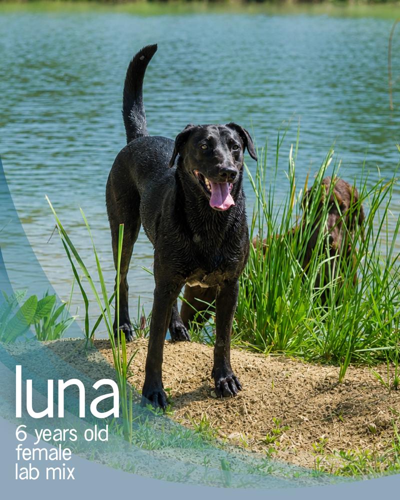 Enlarge Luna, a Adoptable mixed breed in Columbus, OH image 4/6
