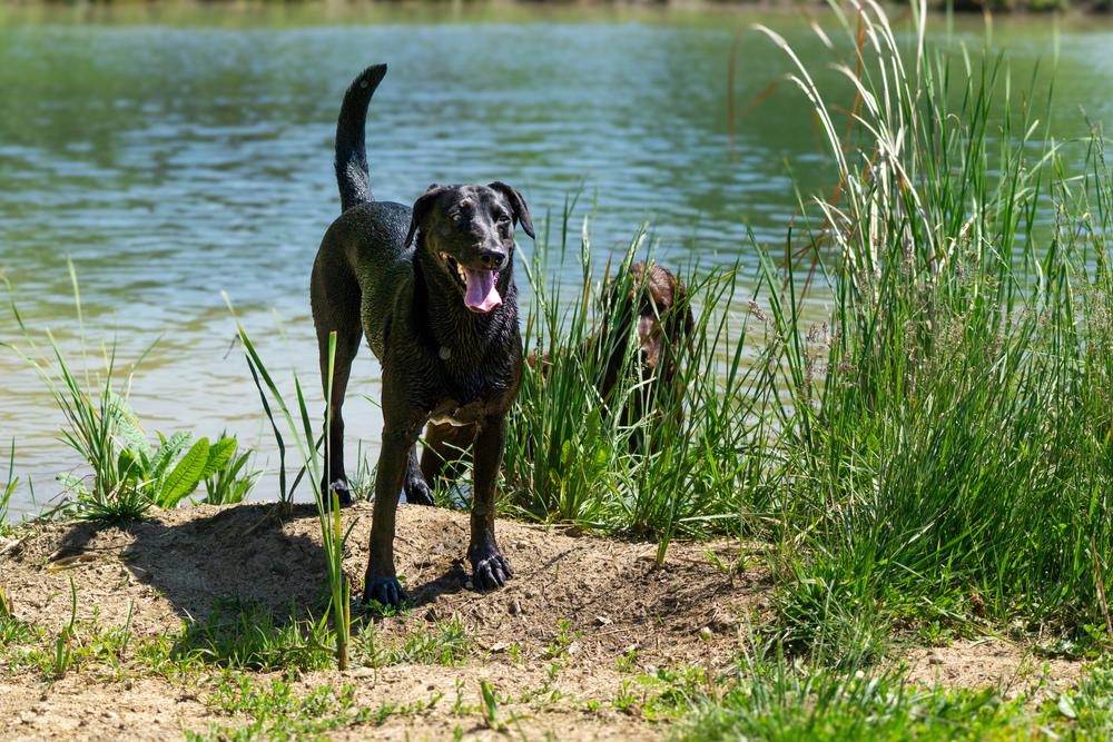Luna 2025, a Adoptable mixed breed in Columbus, OH image 5/6
