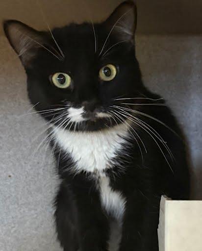 Enlarge Veronica, a Adoptable mixed breed in Washington, DC image 1/1