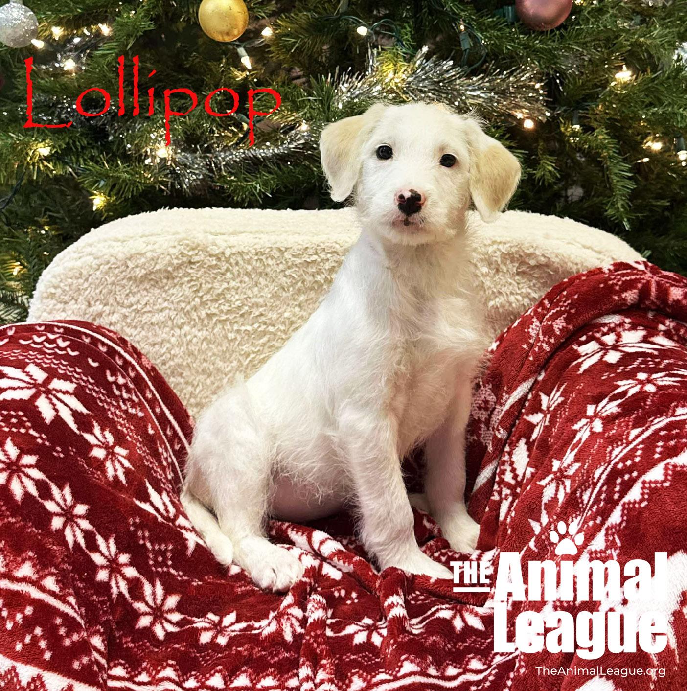 Enlarge Lollipop, an adopted mixed breed in Clermont, FL image 1/3