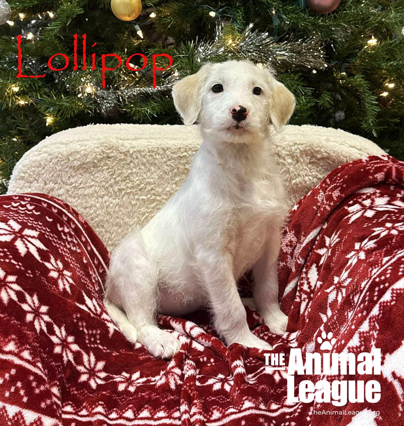 Enlarge Lollipop, an adopted mixed breed in Clermont, FL image 2/3