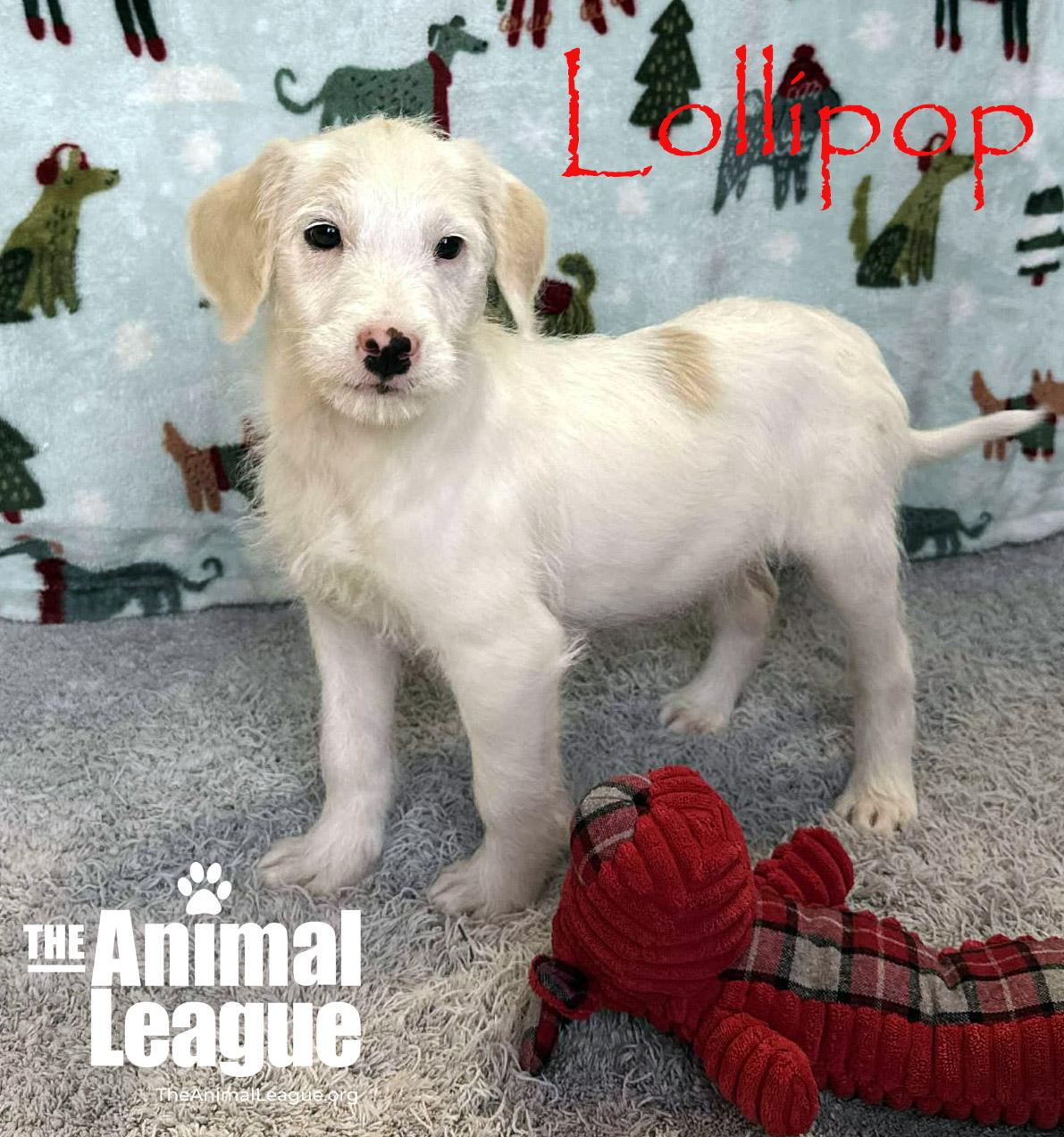 Enlarge Lollipop, an adopted mixed breed in Clermont, FL image 3/3