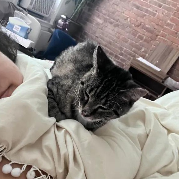 Enlarge Pixie, a Adoptable American Shorthair in Weehawken, NJ image 4/5